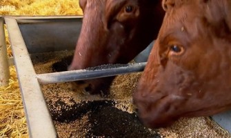 Bio Kömür Yem Sindirimi Bio Kömür Yem Sindirimi